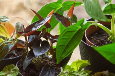 Plantes d'intérieur petits espaces : 7 variétés qui transforment 20 m²