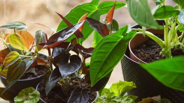Plantes d'intérieur petits espaces : 7 variétés qui transforment 20 m²