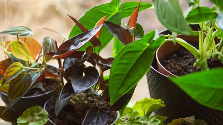 Plantes d'intérieur petits espaces : 7 variétés qui transforment 20 m²