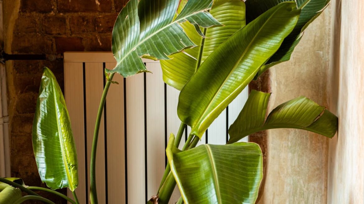Plantes dépolluantes maison : lesquelles choisir vraiment