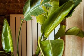 Plantes dépolluantes maison : lesquelles choisir vraiment
