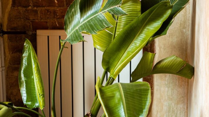 Plantes dépolluantes maison : lesquelles choisir vraiment