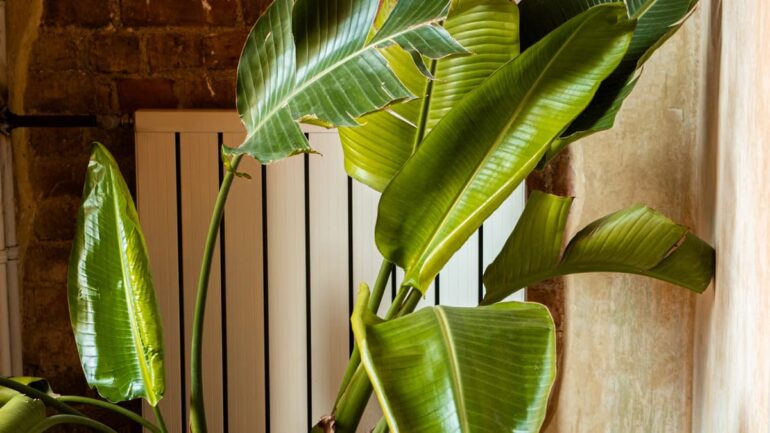 Plantes dépolluantes maison : lesquelles choisir vraiment