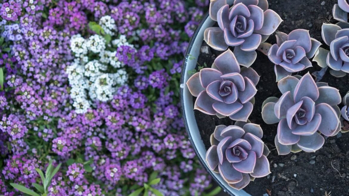 Plantes faciles à entretenir : le guide complet du jardin sans stress