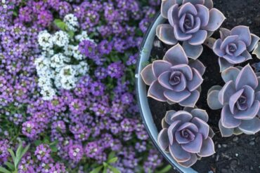 Plantes faciles à entretenir : le guide complet du jardin sans stress