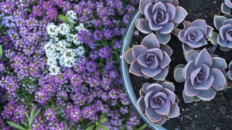 Plantes faciles à entretenir : le guide complet du jardin sans stress