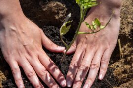 Créer un coin végétal durable : le guide complet