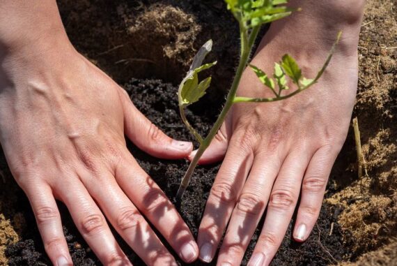Créer un coin végétal durable : le guide complet