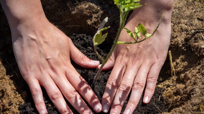 Créer un coin végétal durable : le guide complet
