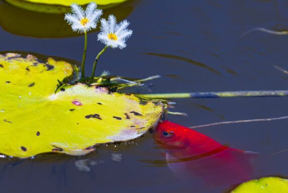 Jardin d'eau : le guide complet pour créer votre oasis aquatique