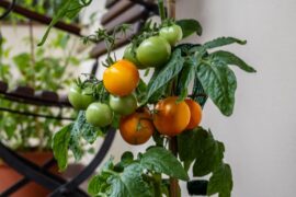 Plantes pour jardin urbain : 6 espèces qui transforment votre balcon