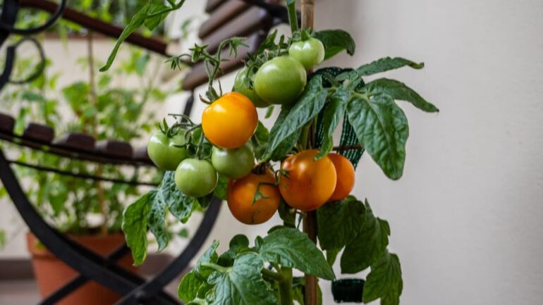 Plantes pour jardin urbain : 6 espèces qui transforment votre balcon